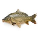 Karp