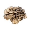 Grzyby maitake