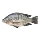 Tilapia